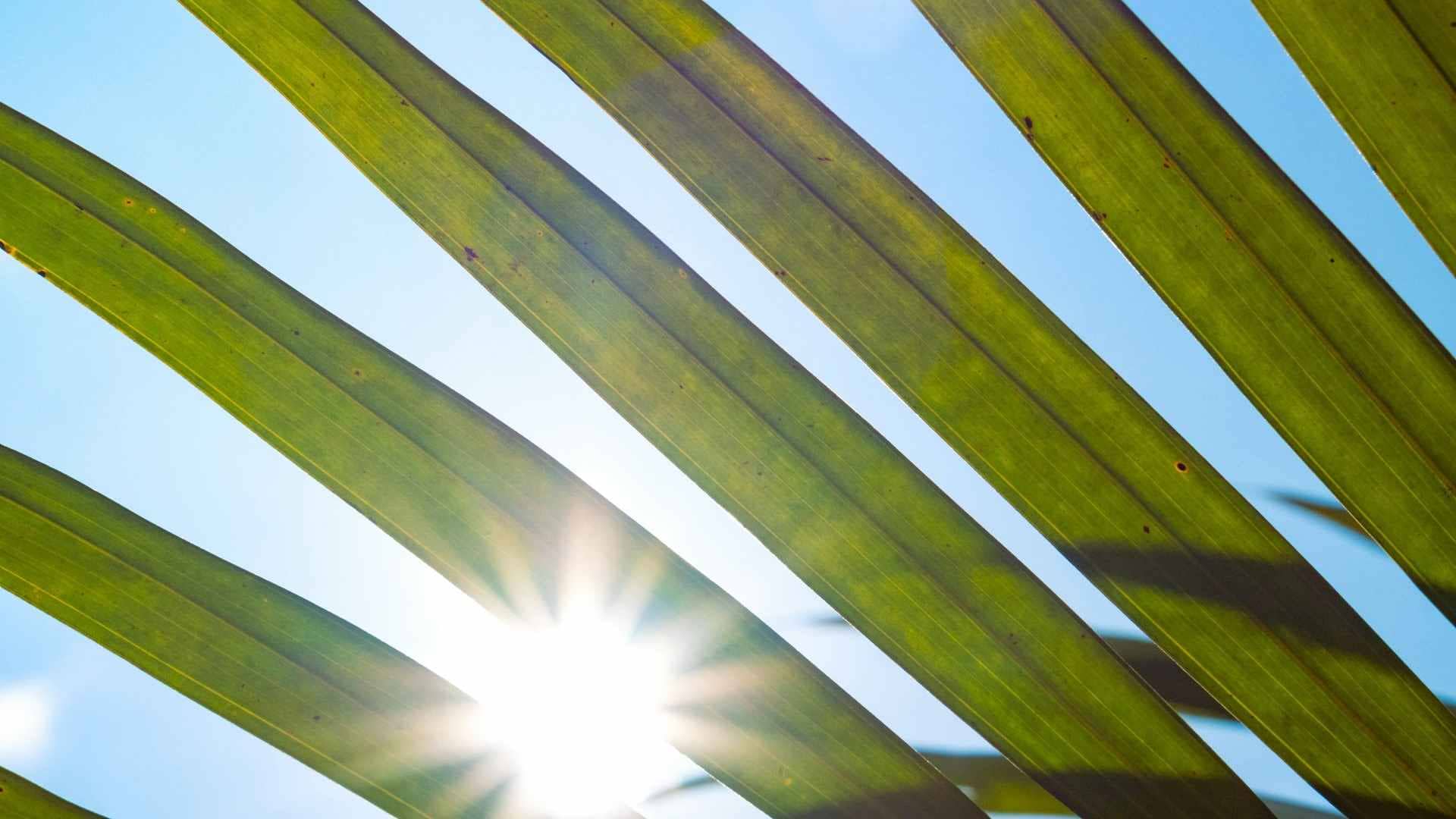 leaves behind sunlight on Maui island